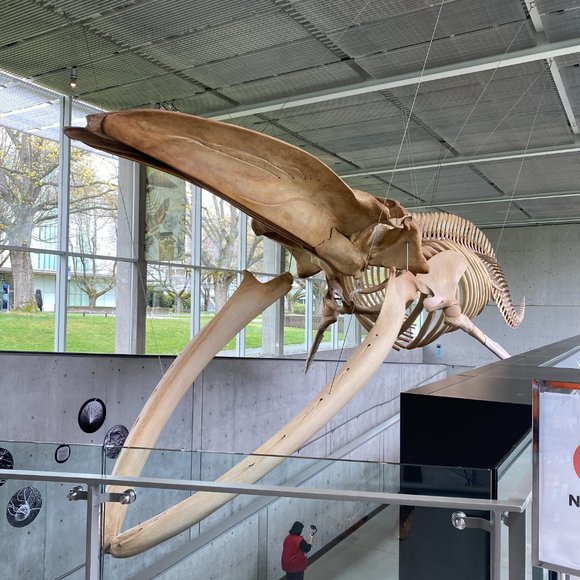 About me, Yoko (Yolanda) - Picture 4 of 16